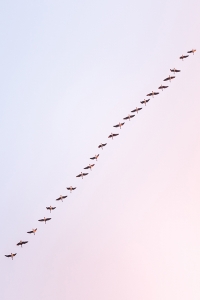 Row of Birds