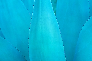 Succulents in Blue