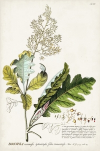 Botanical Sketch No. 1