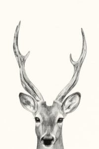 Animal Heads No. 4 - Roe Buck