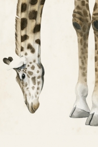 Head & Feet No. 2 - Giraffe