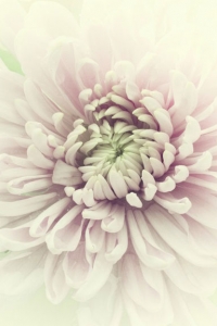 Chrysanthemum Dream