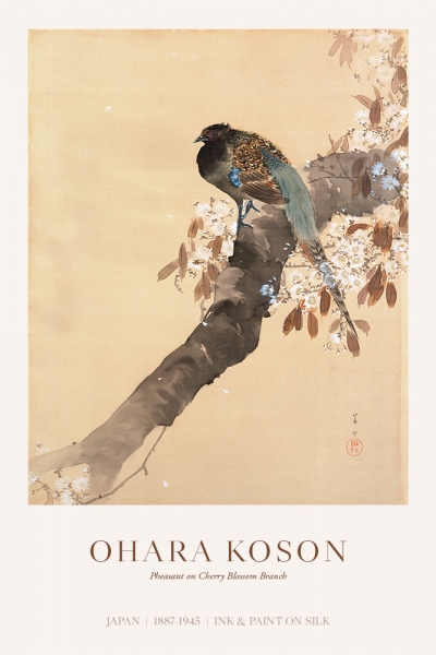 Ohara Koson - Pheasant on cherry blossom branch Variante 1 | 60x90 cm | Premium-Papier wasserfest