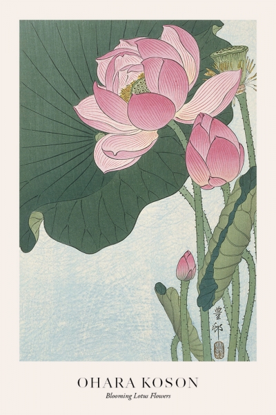 Ohara Koson - Blooming Lotus Flowers Variante 1 | 30x45 cm | Premium-Papier