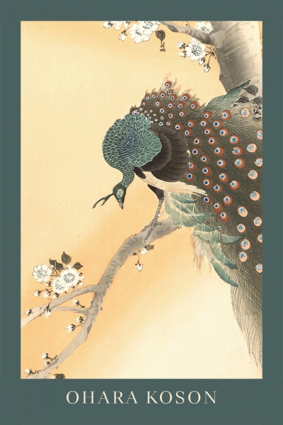 Ohara Koson - Peacock in Cherry Tree Variante 1 | 30x45 cm | Premium-Papier