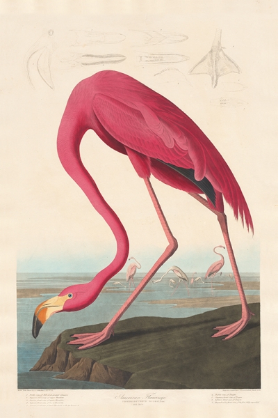 Robert Havell after John James Audubon - American Flamingo Variante 1 | 60x90 cm | Premium-Papier