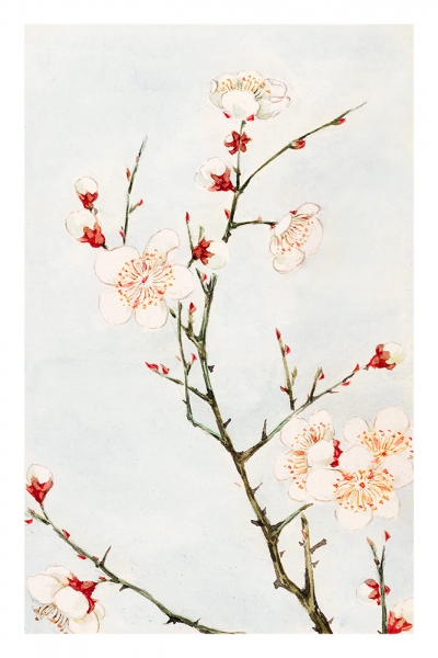 Megata Morikaga - Plum Branches with Blossoms Variante 1 | 40x60 cm | Premium-Papier