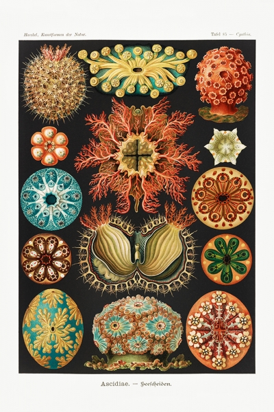 Ernst Haeckel - Ascidiae (Seescheiden), Botanical Illustrations Variante 1 | 60x90 cm | Premium-Papier