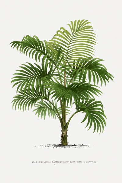 Vintage Palm Tree No. 2 Variante 1 | 20x30 cm | Premium-Papier