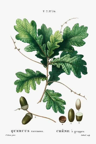 Pierre Joseph Redouté - Red Oak (Quercus Racemosa) Variante 1 | 30x45 cm | Premium-Papier