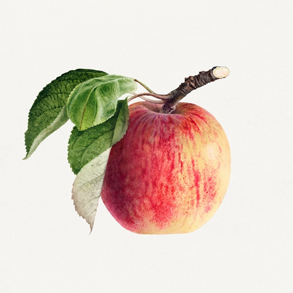 Royal Charles Steadman - Apple Illustration 