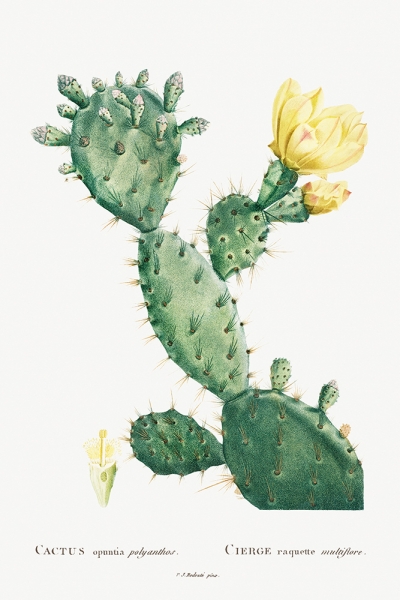 Pierre Joseph Redouté - Vintage Cactus Illustration (Aloe Opuntia Polyanthos) Variante 1 | 40x60 cm | Premium-Papier