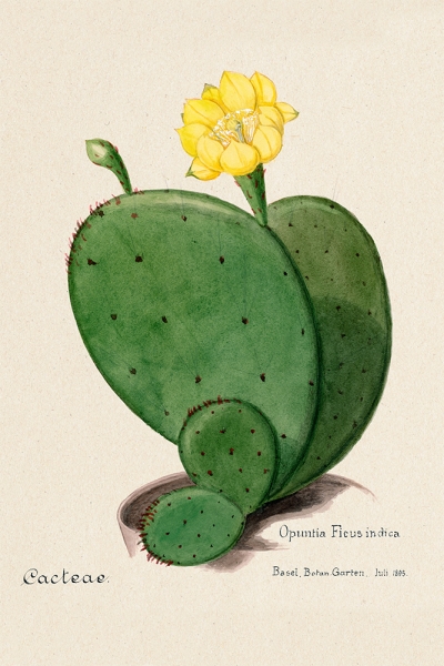 Indian Fig Opuntia Cactus - Vintage Illustration 