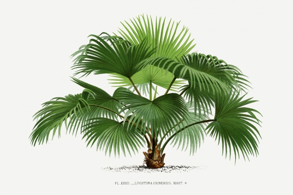 Vintage Palm Tree No. 4 Variante 1 | 20x30 cm | Premium-Papier