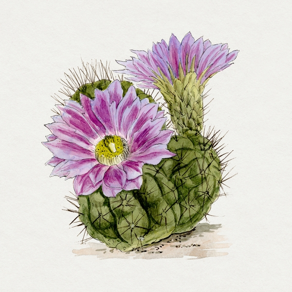 Echinopsis Pentlandii Cactus - Vintage Illustration Variante 1 | 60x60 cm | Premium-Papier