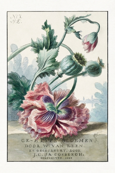 Willem Van Leen - Vintage Poppies Illustration 