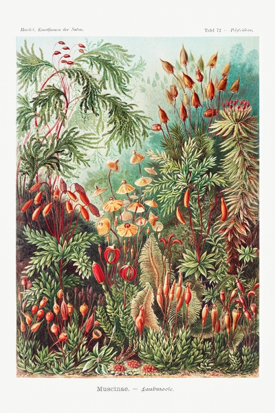 Ernst Haeckel - Muscinae (Laubmoose), Botanical Illustrations Variante 1 | 30x45 cm | Premium-Papier