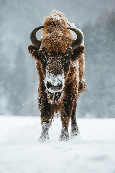 Bison in the Snow 