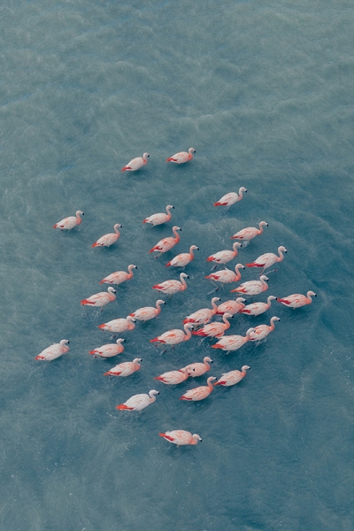 Herd of Flamingos Variante 1 | 30x45 cm | Premium-Papier