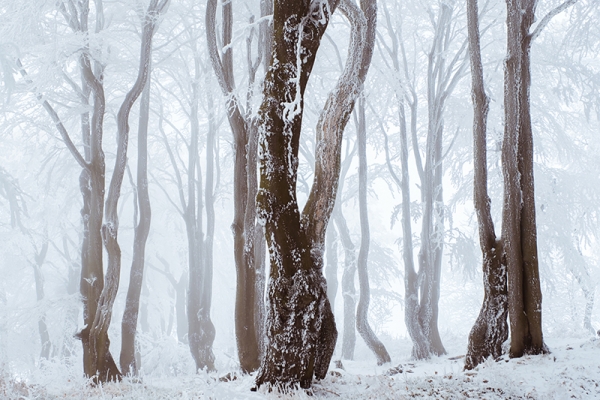 Snowy Trees Variante 1 | 60x90 cm | Premium-Papier
