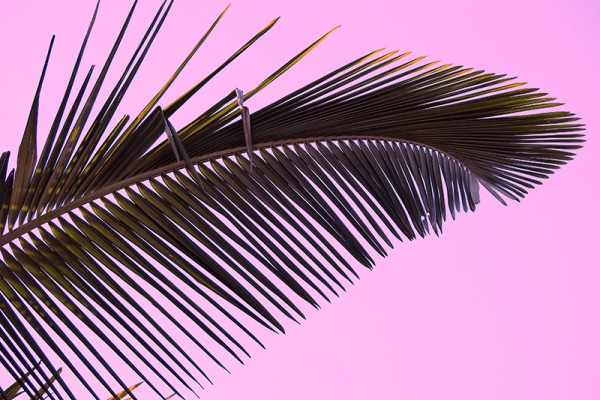 Pink Palm Leaf 