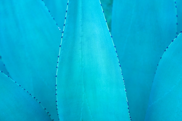 Succulents in Blue Variante 1 | 40x60 cm | Premium-Papier
