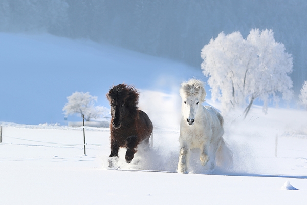 Ponies in the Snow Variante 1 | 13x18 cm | Premium-Papier