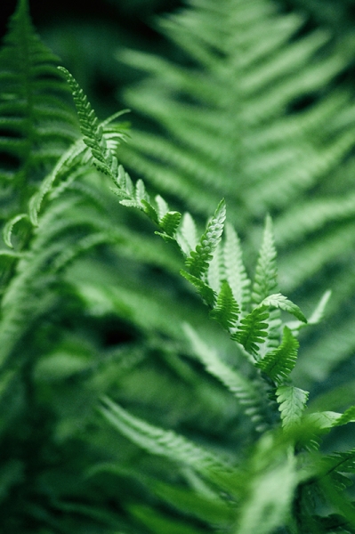 The Greenest Ferns Variante 1 | 60x90 cm | Premium-Papier