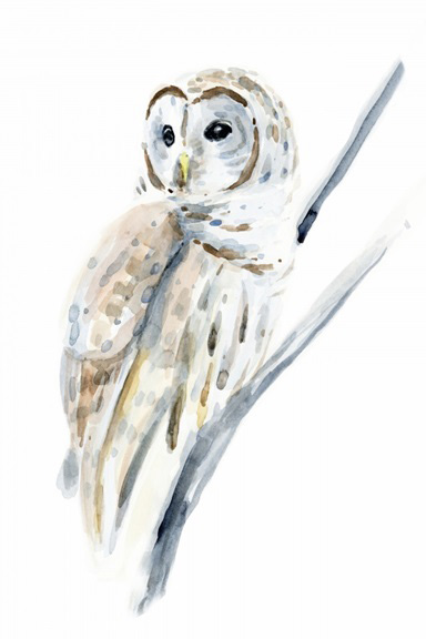 Sketch of an Owl Variante 1 | 60x90 cm | Premium-Papier