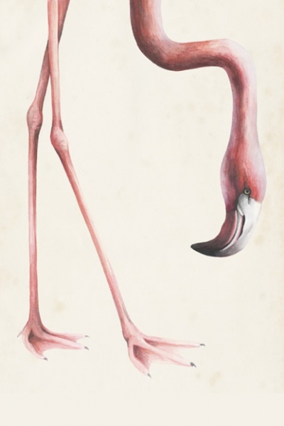 Head & Feet No. 1 - Flamingo 