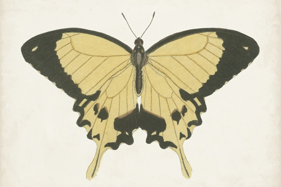 Butterfly Close-Up No. 1 Variante 1 | 20x30 cm | Premium-Papier