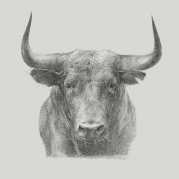 Bull Sketch 