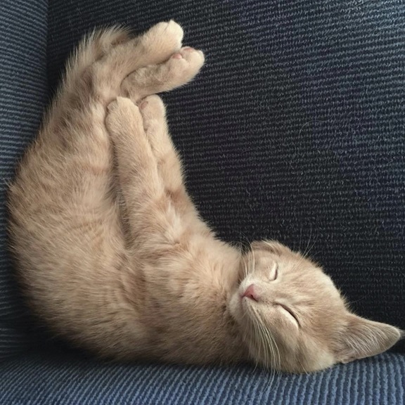 Sleeping Kitten 