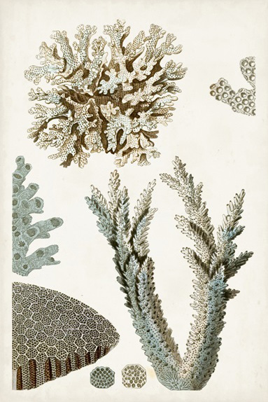 Corals No. 2 