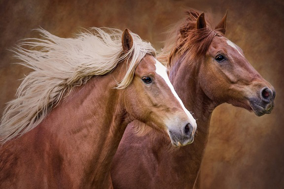 Horses in Brown Variante 1 | 30x45 cm | Premium-Papier