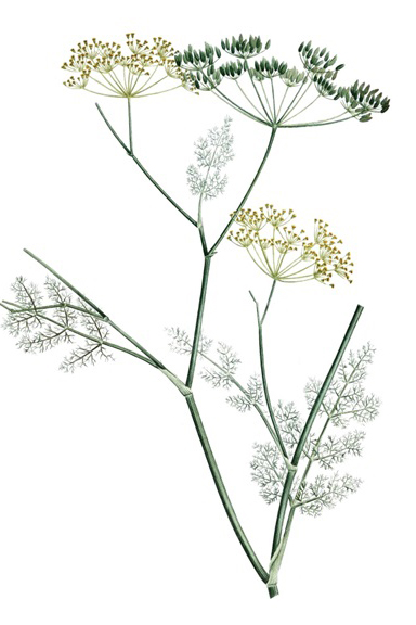 Soft Green Herb Variante 1 | 60x90 cm | Premium-Papier