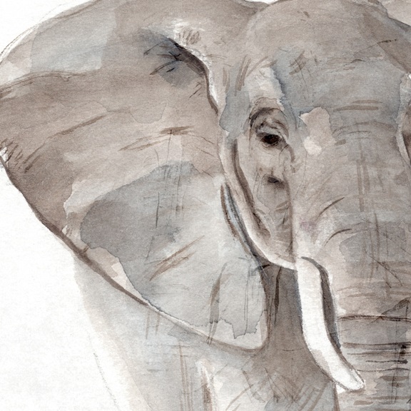 The elephant No. 2 Variante 1 | 60x60 cm | Premium-Papier