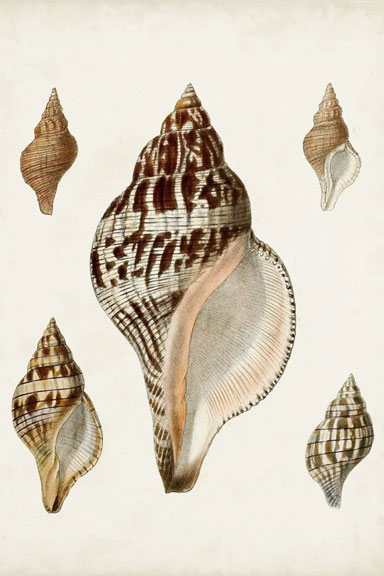 Shell collection No. 3 