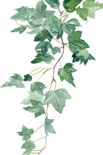 Ivy No. 1 Variante 1 | 60x90 cm | Premium-Papier