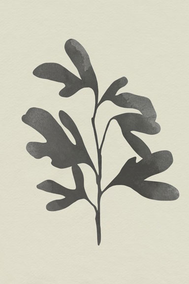 Black Oak No. 2 Variante 1 | 20x30 cm | Premium-Papier